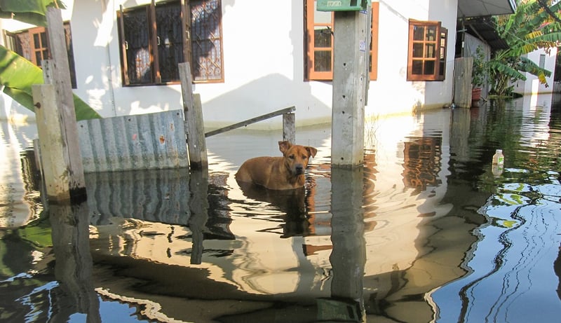 A dog in flood waters