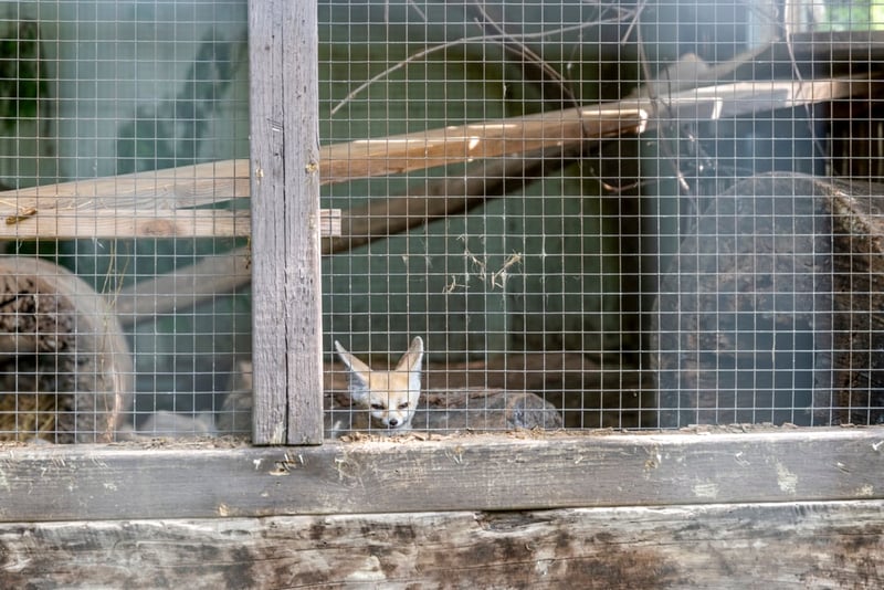 A fennec fox in a roadside zoo