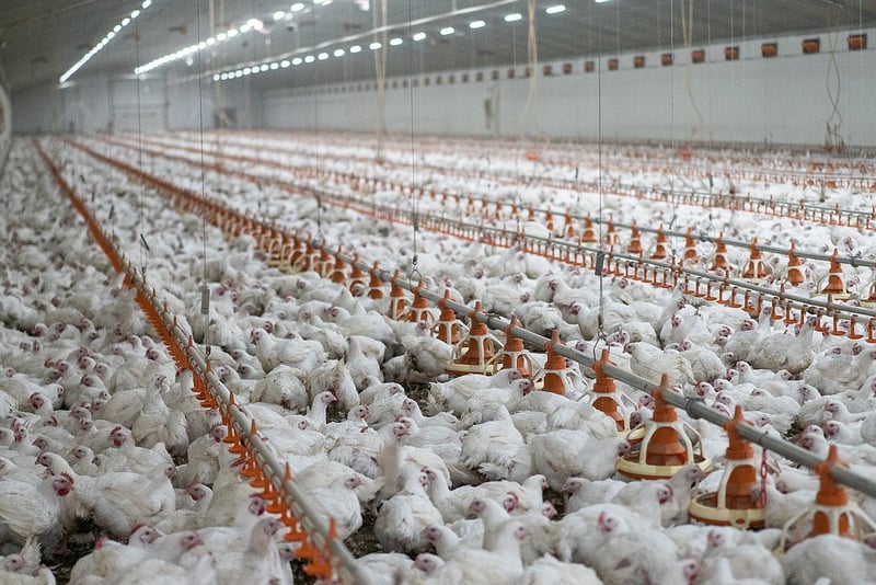 Broiler chickens in a factory farm