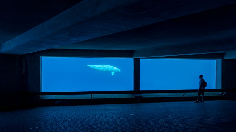 A beluga at Marineland