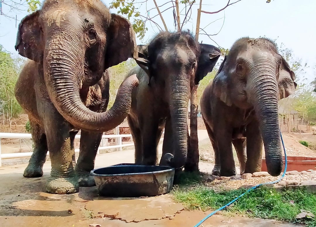 The Gossip Girls Rescued Elephants 